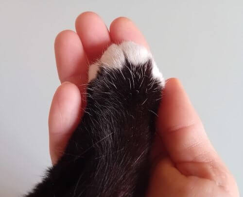 Patte de chat dans une main