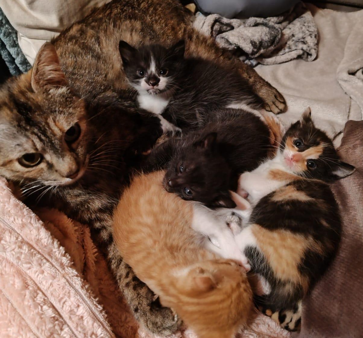 Famille de chatons avec leur mère