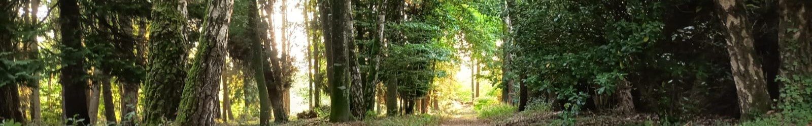 Bannière