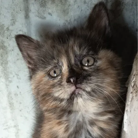 Photo du chat