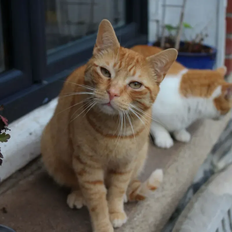 Photo du chat