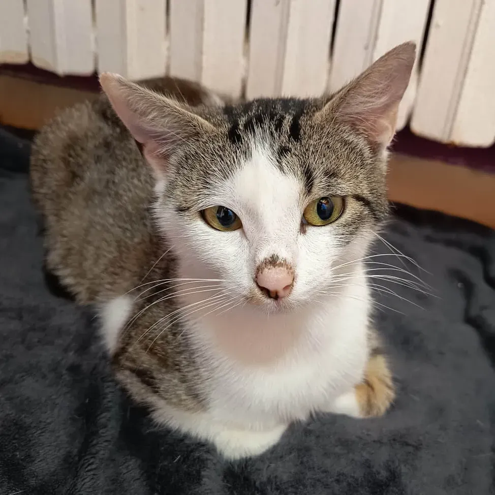 Photo du chat