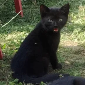 Photo du chat