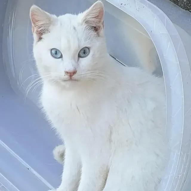 Photo du chat