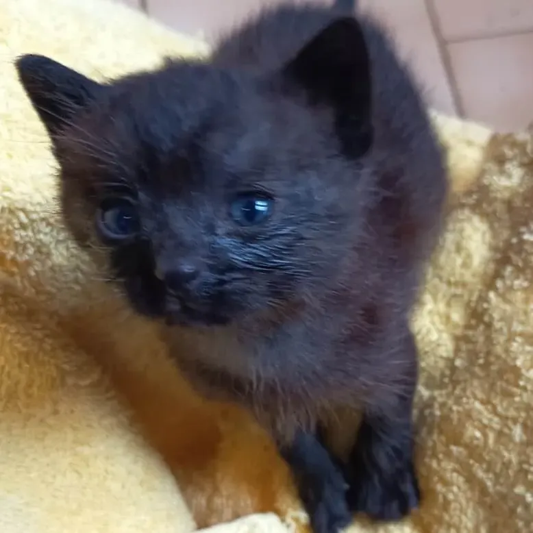 Photo du chat