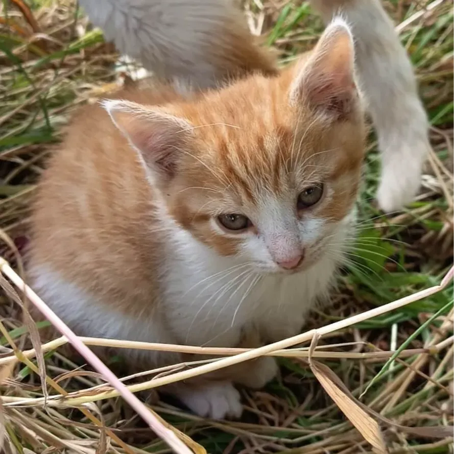 Photo du chat