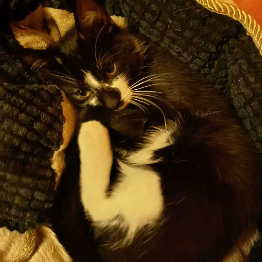 Photo du chat