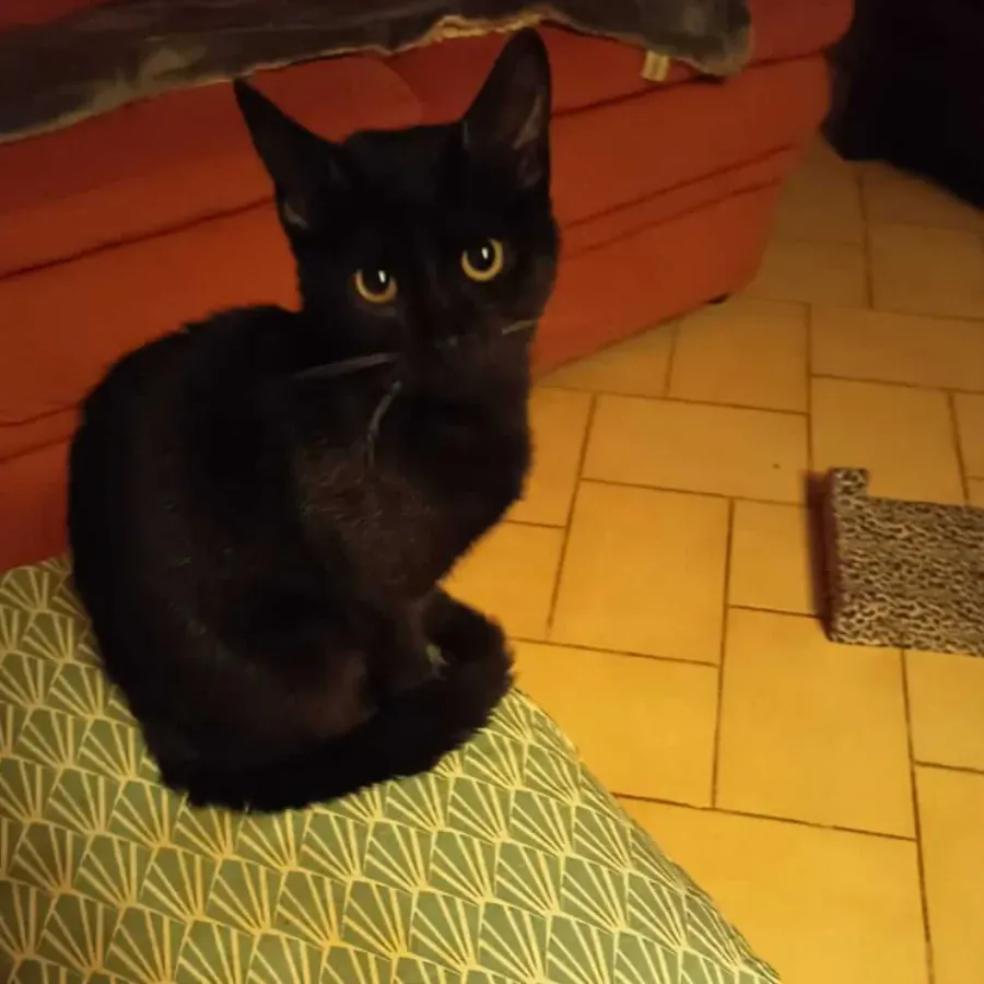 Photo du chat