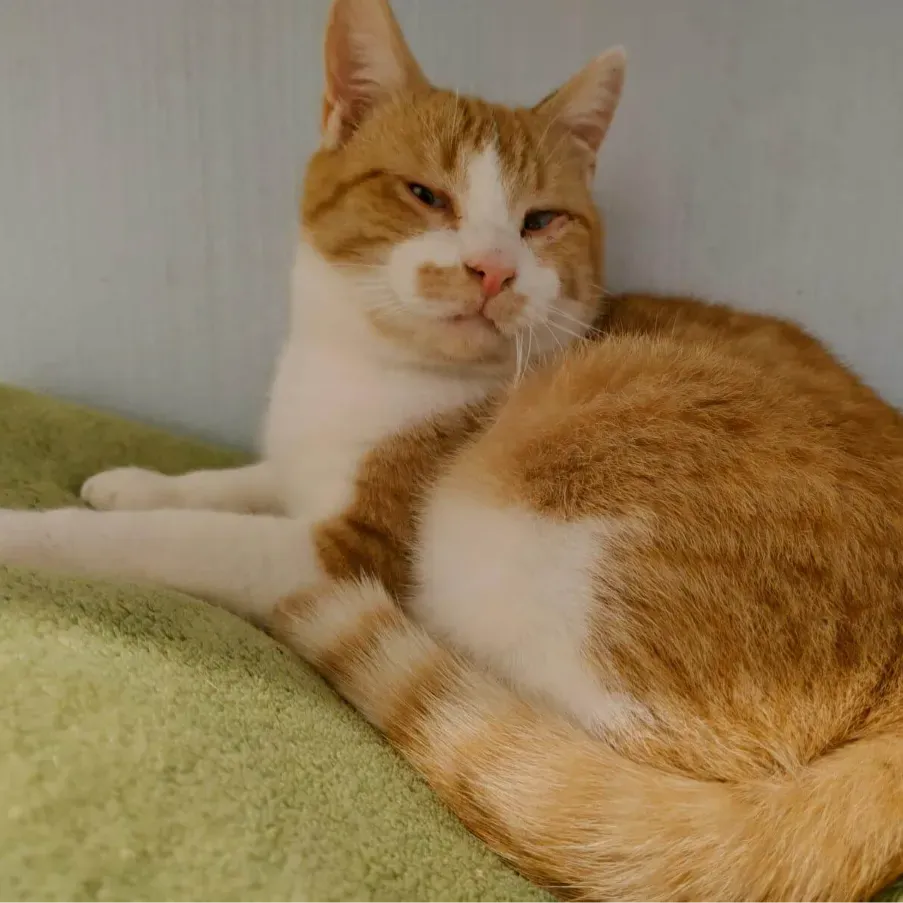 Photo du chat