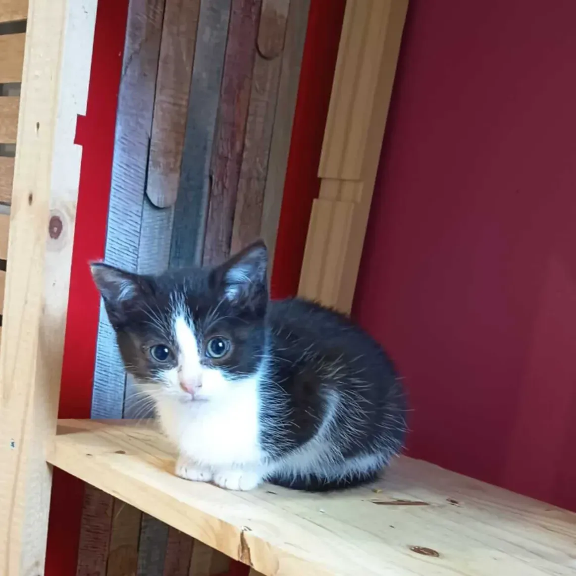Photo du chat