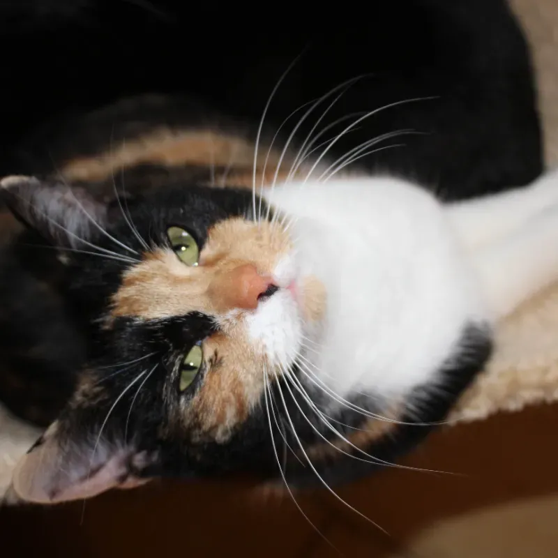 Photo du chat