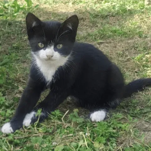 Photo du chat