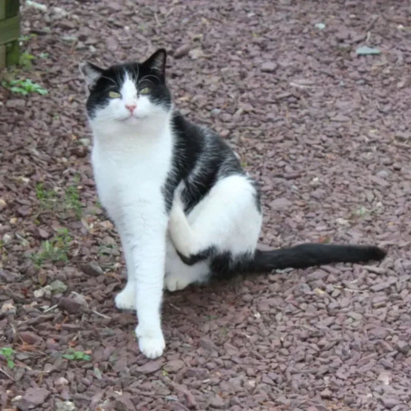 Photo du chat