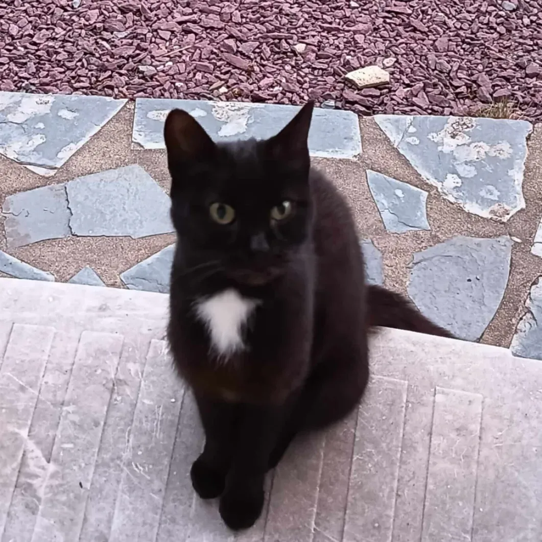 Photo du chat