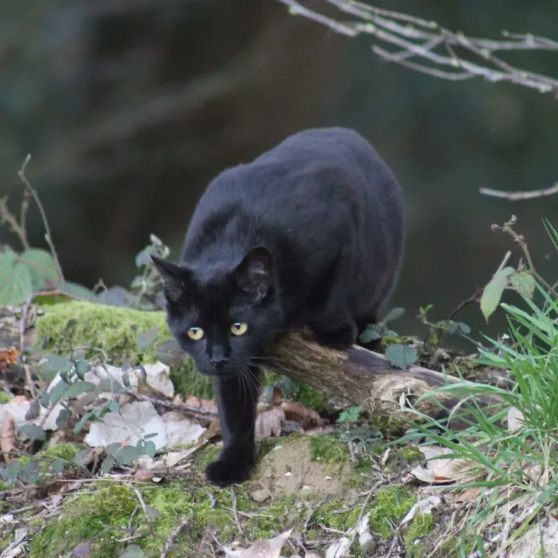 Photo du chat