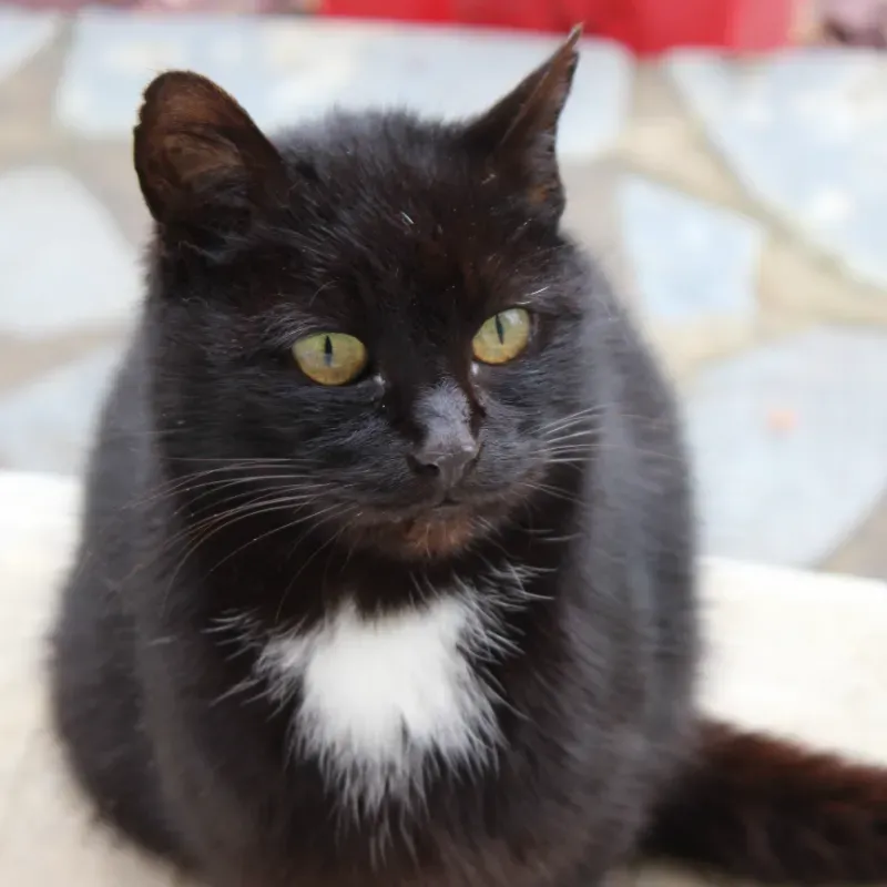 Photo du chat