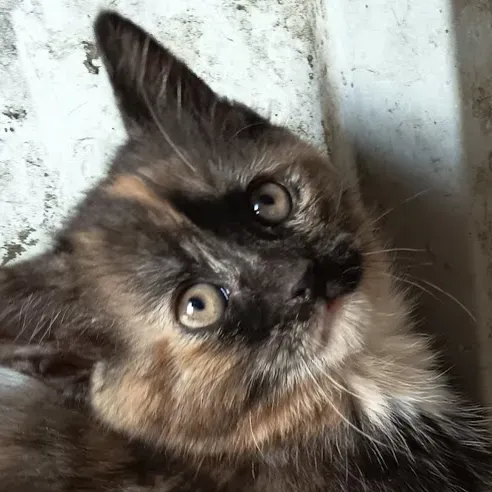 Photo du chat